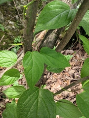 Vincetoxicum floribundum