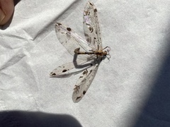 Dendroleon pantherinus