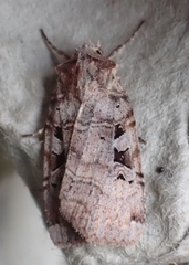Xestia normanianus