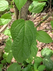 Vincetoxicum floribundum