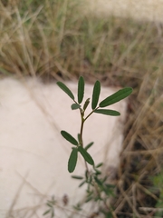 Melilotus officinalis