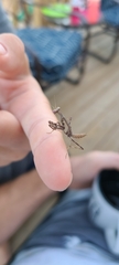 Stagmomantis