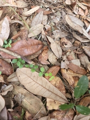 Houstonia procumbens