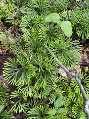 Lycopodiaceae