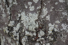 Physcia millegrana