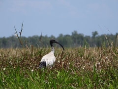 Threskiornis molucca