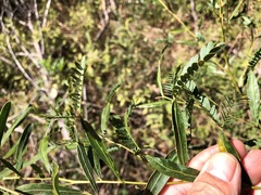 Acacia neriifolia