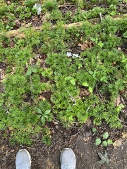 Lycopodiaceae