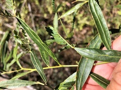 Acacia neriifolia