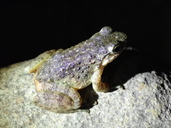 Amolops wuyiensis