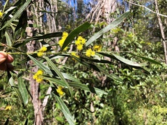 Acacia neriifolia