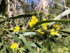 Acacia neriifolia