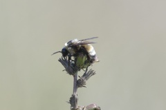 Bombus auricomus