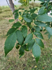 Fraxinus