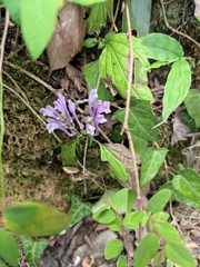 Scutellaria indica