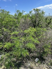 Senegalia berlandieri, photograph CK2AZ, CC BY, iNaturalist via GBIF