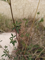 Melilotus officinalis