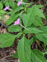 Impatiens