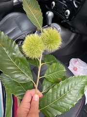 Castanea