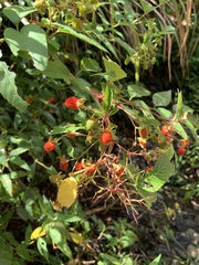 Rubus fraxinifolius