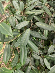 Elaeagnus pungens
