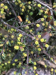 Acacia aculeatissima