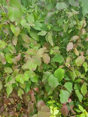 Cornus sanguinea