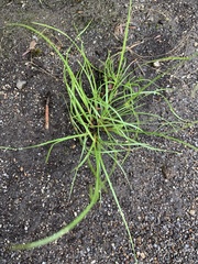Carex debilis