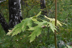Heracleum dissectum