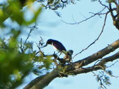 Cinnyricinclus leucogaster