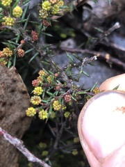 Acacia aculeatissima