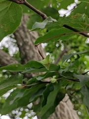 Euonymus oxyphyllus