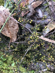 Acacia aculeatissima