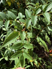Rubus fraxinifolius