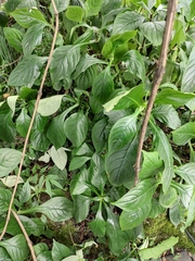 Hemiboea subcapitata