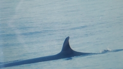 Balaenoptera borealis