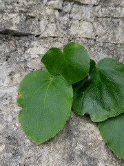 Oresitrophe rupifraga