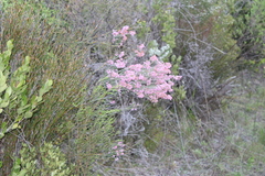 Erica irregularis