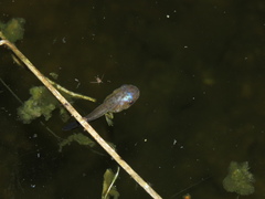 Dendropsophus bogerti