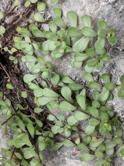 Sedum emarginatum