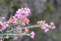 Erica irregularis