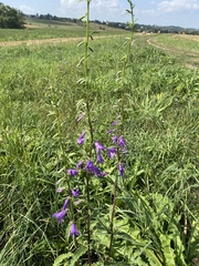 Campanula bononiensis