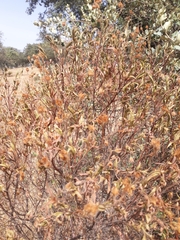 Cistus monspeliensis