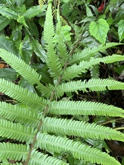 Pseudocyclosorus esquirolii
