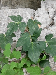 Peucedanum praeruptorum