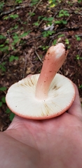 Russula rhodocephala