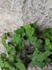 Viola acuminata