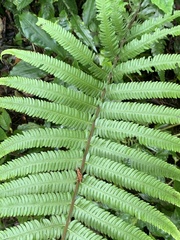 Pseudocyclosorus esquirolii