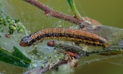 Cryptoblabes bistriga