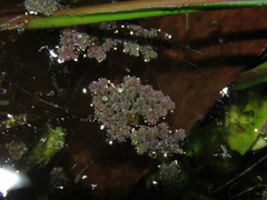 Azolla filiculoides